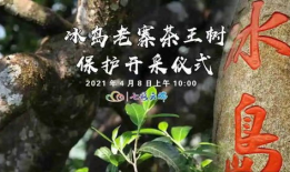 冰岛老寨91号茶直播,探寻神秘古树茶的传奇魅力